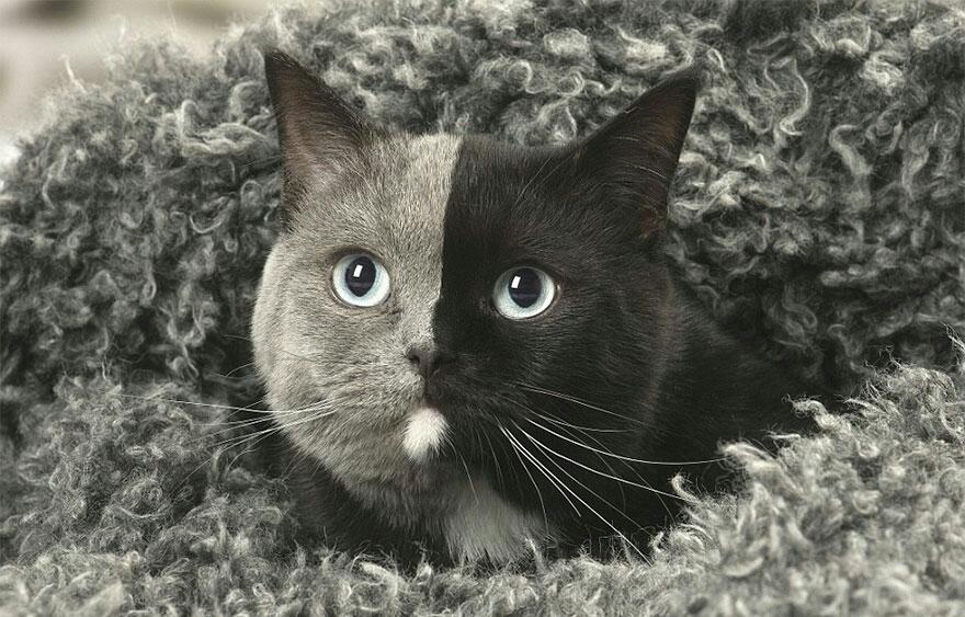Kitten Was Born With Two Faces But Grows Up Into The Most Beautiful Cat Ever