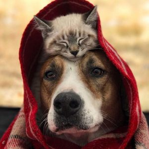 henry-baloo-cat-dog-colorado-instagram-CATDOGTRAVEL1217