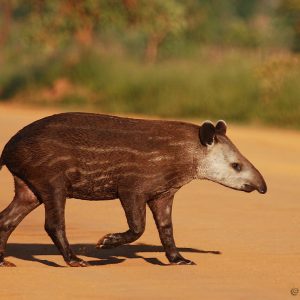 young Brazilian tapir Tapirus terrestris crossing road in Parque