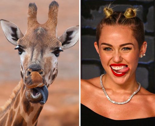 animals look like celebrities