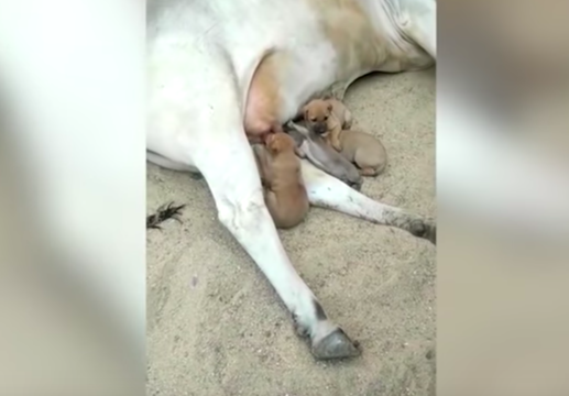 cow adopted puppies
