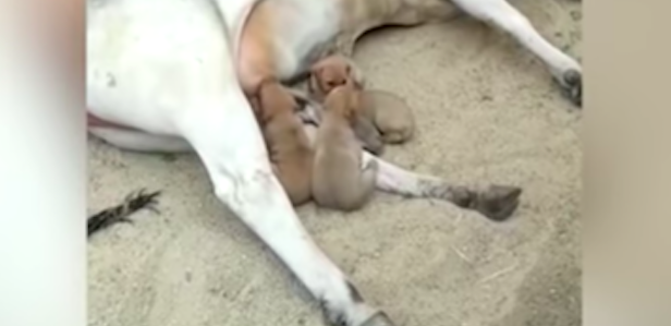 cow adopted puppies