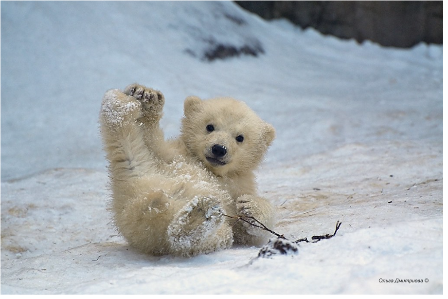 polar baby animals