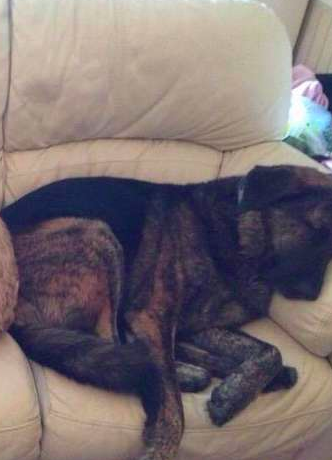 dog sleeps on his brother's pillow