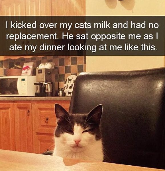 Hilarious cats