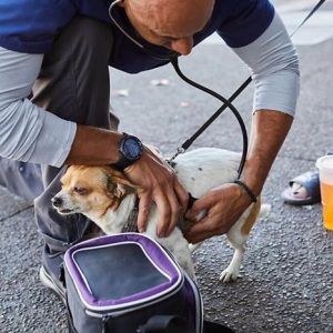 veterinarian-helps-homeless-people-pets-kwane-stewart-16-5e562d3546c40__700