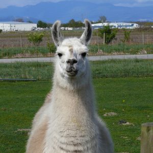 Llama_front