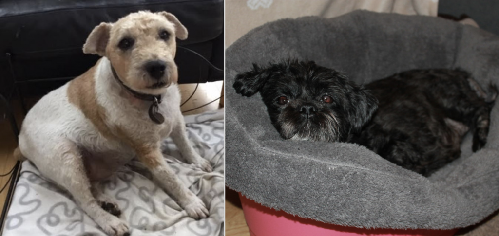 Oldies Club Rehomes Older Dogs As They’re Just As Perfect To Adopt!