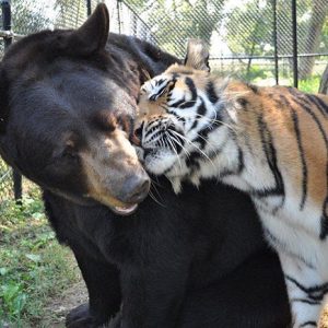 lion-tiger-bear-unusual-friendship-animal-shelter-georgia-1