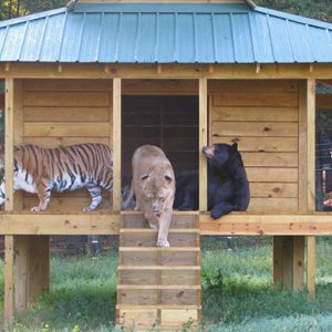lion-tiger-bear-unusual-friendship-animal-shelter-georgia-11