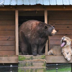 lion-tiger-bear-unusual-friendship-animal-shelter-georgia-25