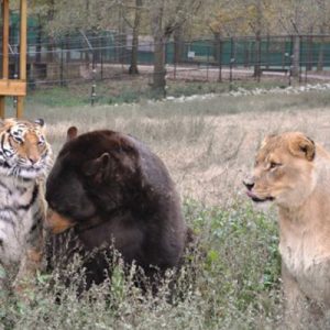 lion-tiger-bear-unusual-friendship-animal-shelter-georgia-5