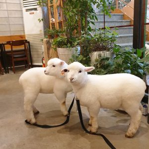 thanks-nature-sheep-cafe-korea-seoul-5e6b8da58cf3d__700